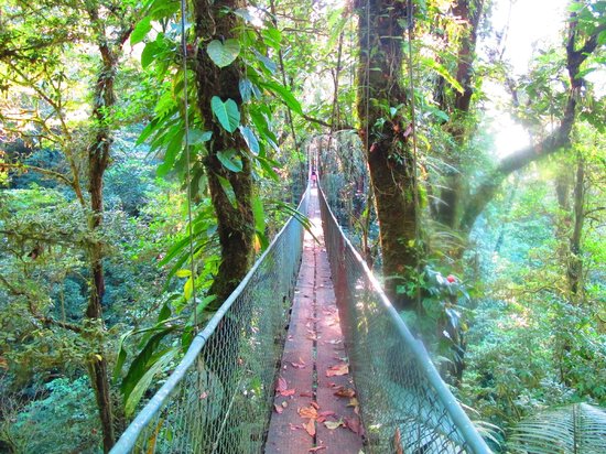 Heliconia Hanging Bridges