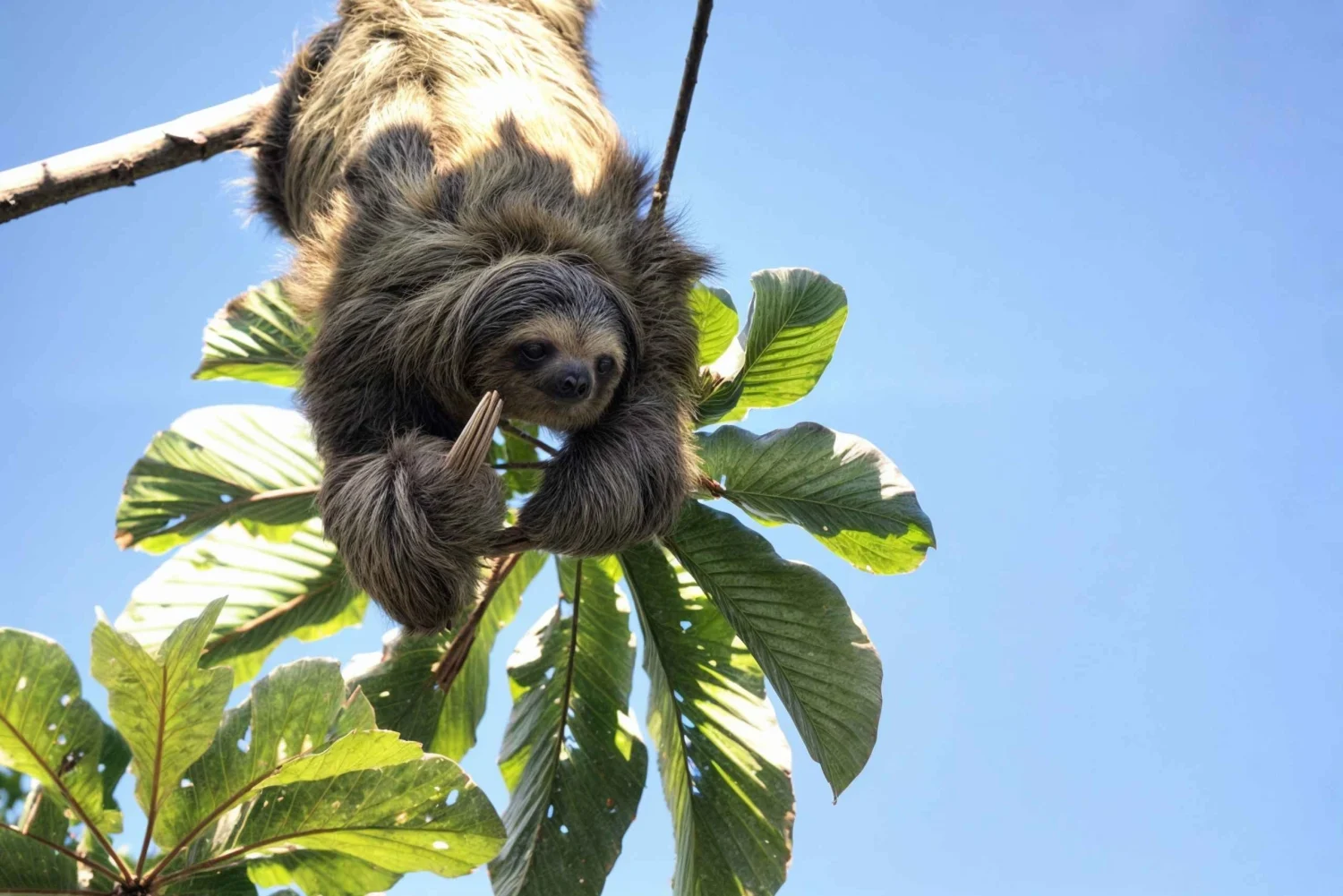 Sloth Tour Experience
